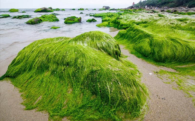 Rêu xanh mướt phủ kín bãi đá rạn Nam Ô. Ảnh: Lao động Online