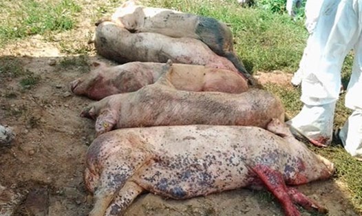 Tiêu hủy lợn bị dịch tả lợn châu Phi tại Trung Quốc.