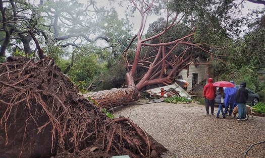 Một cây thông đá lớn khoảng 100 tuổi đã đổ xuống đường phố Santa Barbara, Califonia.