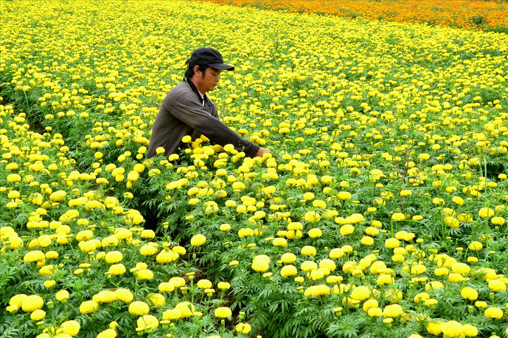 Sắc màu bốn mùa ở Làng hoa Sa Đéc. Ảnh: Lục Tùng