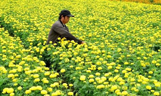 Sắc màu bốn mùa ở Làng hoa Sa Đéc. Ảnh: Lục Tùng