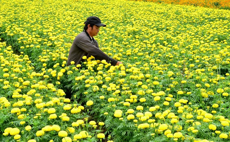 Sắc màu bốn mùa ở Làng hoa Sa Đéc. Ảnh: Lục Tùng