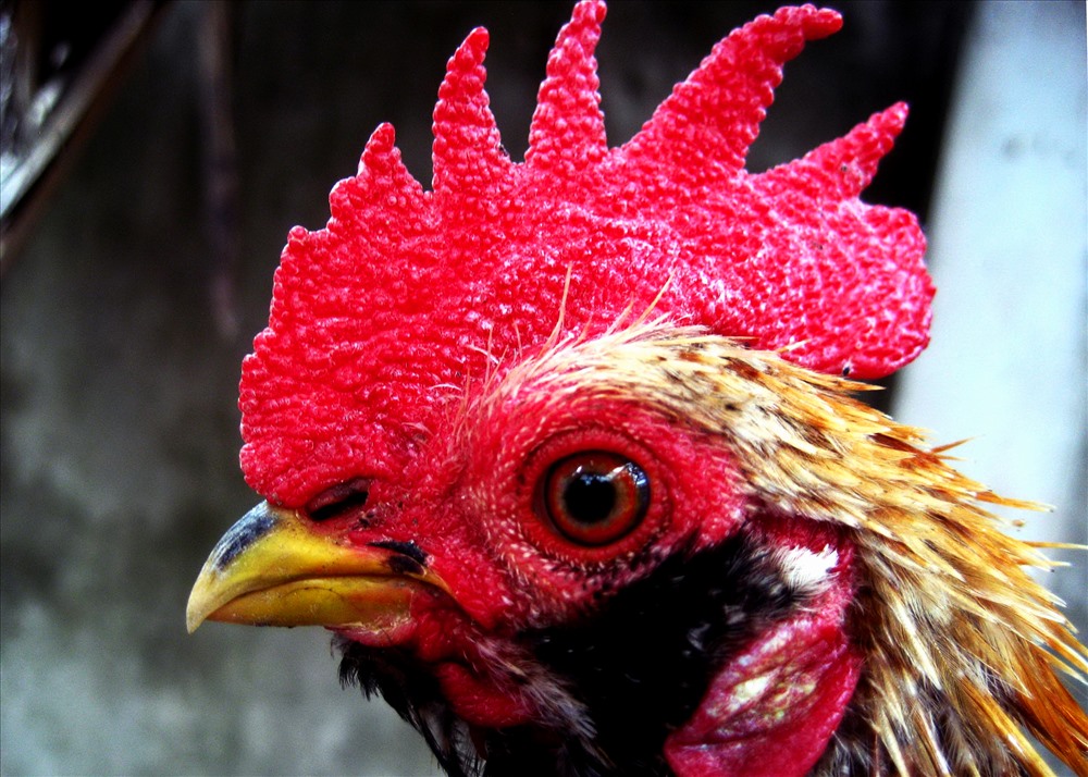 Gương mặt của chiến kê. Ảnh: Lục Tùng