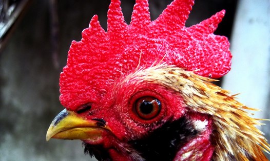 Gương mặt của chiến kê. Ảnh: Lục Tùng