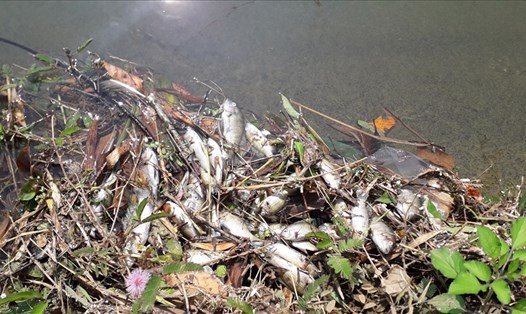 Cá chết dọc hai bên bờ kênh N10A. Ảnh: Đ.V