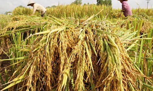 Nhiều thị trường truyền thống chưa có kế hoạch nhập khẩu gạo khiến giá lúa tại ĐBSCL giảm. (Ảnh minh họa)