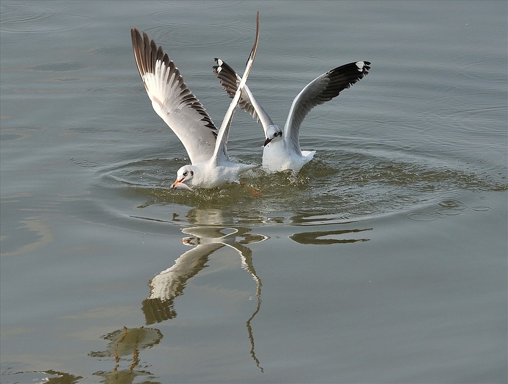 Hải âu săn mồi nơi đất biển Kiên Giang
