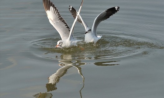 Hải âu săn mồi nơi đất biển Kiên Giang