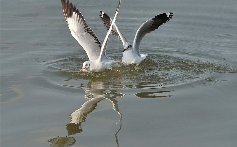 Hải âu săn mồi nơi đất biển Kiên Giang
