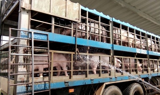 Giá lợn tại miền Bắc thấp hơn giá lợn tại miền Nam đã khiến thương lái đẩy mạnh "lái lợn" từ Bắc vào Nam. Nguồn: Anova Feed.
