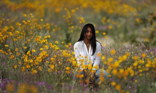 Ở California, siêu nở hoa xảy ra khoảng một lần trong một thập kỷ ở một khu vực nhất định, nếu có hạn hán thì điều đó ít xảy ra. 