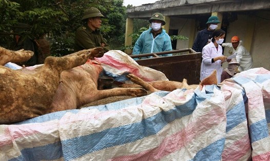 Lực lượng chức năng tiến hành tiêu hủy đàn lợn bị dịch tả lợn Châu Phi tại nhà ông Nguyễn Xuân Hải, xã Ninh Khang, huyện Hoa Lư. Ảnh: NT