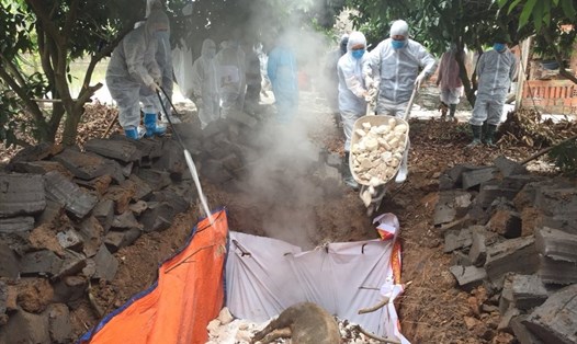 Lực lượng thú y và cơ quan địa phương tổ chức tiêu hủy, phun thuốc và chôn lấp đàn lợn nhiễm dịch tại Đông Triều ngày 9.3. Ảnh: BQN