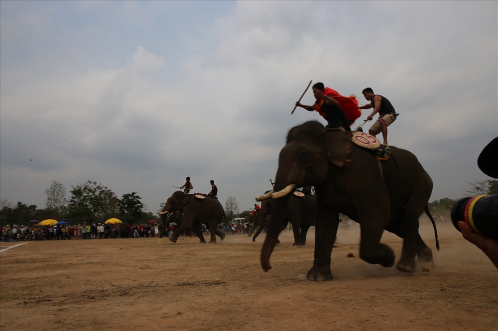 Các chú voi bức tốc về đích.