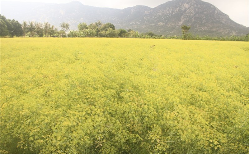 Cánh đồng hoa Thì Là tại Ninh Thuận đang nở rộ, khoe sắc vàng quyến rũ du khách từ các nơi đến tham quan và chụp ảnh lưu niệm.