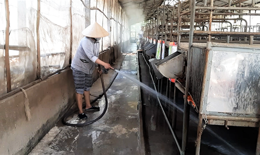 Người dân nuôi heo ở huyện Thới Lai, TP.Cần Thơ đang tiến hành khử trùng, vệ sinh chuồng trại để phòng dịch từ xa. Ảnh: Bảo Trung