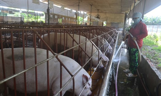 Chăn nuôi heo tại tỉnh Đồng Nai.