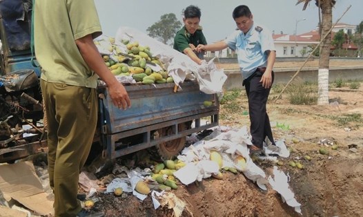 Hình ảnh Bộ đội Biên phòng cửa khẩu Hoa Lư đang tiêu huỷ gần 7 tấn xoài nhập lậu. Ảnh: B.P