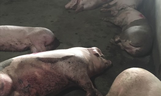 Những con lợn có dấu hiệu của triệu chứng lâm sàng của bệnh lở mồm long móng, như sùi bọt mép, chân bong móng.... Ảnh: Chi cục Chăn nuôi và Thú y tỉnh Ninh Thuận