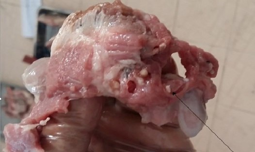 Hình ảnh miếng thịt lợn bị nhiễm sán. Ảnh: PV