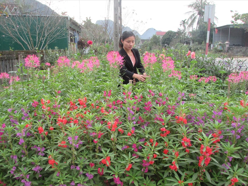 Dọc hai bên tuyến Quốc lộ 7 là những hàng hoa thật bắt mắt