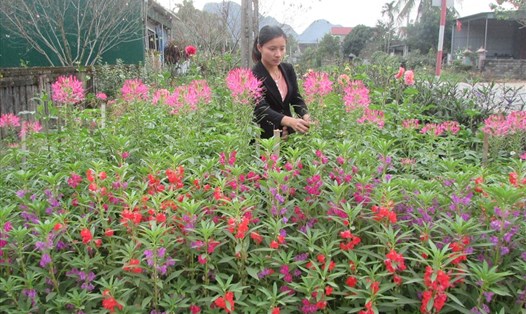 Dọc hai bên tuyến Quốc lộ 7 là những hàng hoa thật bắt mắt