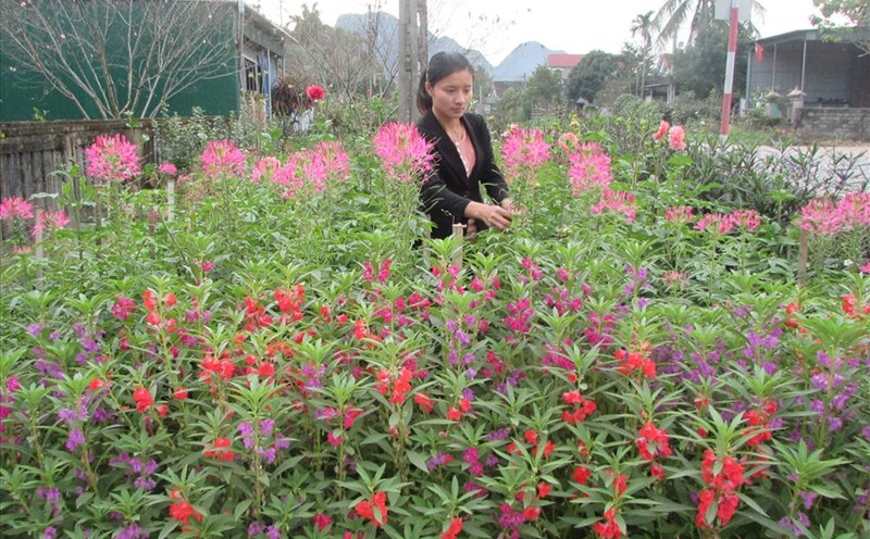 Dọc hai bên tuyến Quốc lộ 7 là những hàng hoa thật bắt mắt