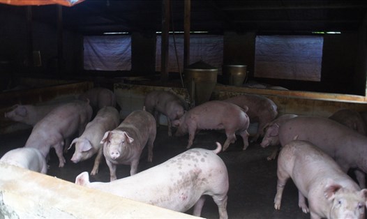 Đàn lợn của gia đình chị Lam chưa thể xuất bán