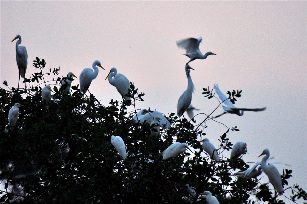 Hàng vạn cánh cò trắng bỗng dưng bay về giáo xứ Trại Lê. Ảnh: Minh Lý