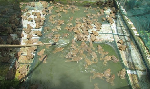 Tận dụng mặt nước ao, hồ nuôi cá để nuôi ếch, mỗi chuồng nuôi có gần 1000 con