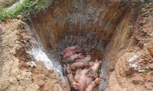 Lợn dính dịch tả lợn Châu Phi phải tiêu hủy. Ảnh: PV