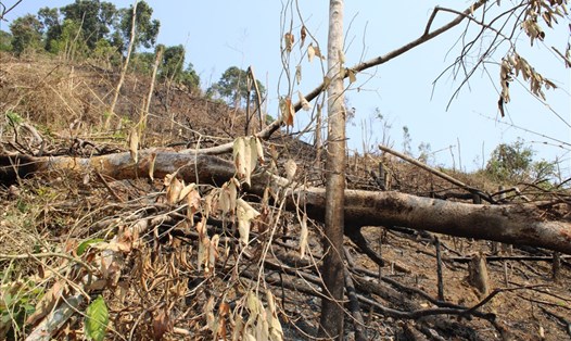 Cảnh tượng tan hoang của rừng phòng hộ bị chặt phá