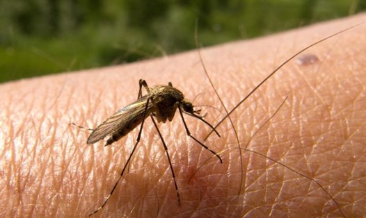 Máu tẩm Ivermectin có thể gây tử vong cho muỗi. Ảnh: Public Domain.
