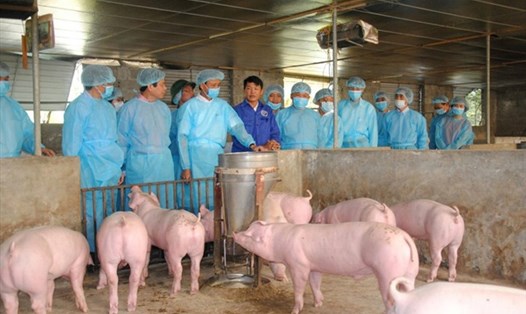 Các chuyên gia dịch tễ bày tỏ lo ngại, khả năng dịch tả lợn châu Phi sẽ còn tiếp tục lan rộng bởi cơ chế “sống dai dẳng” của virus gây dịch ASF ngoài môi trường.  