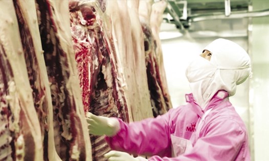 Mavin áp dụng công nghệ giết mổ và chế biến thịt lợn, an toàn theo tiêu chuẩn Châu Âu. Ảnh: PV 