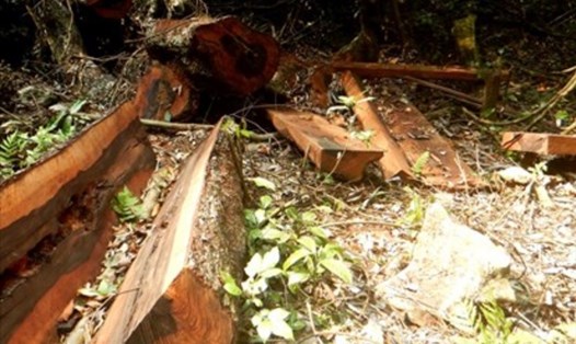 Việc liên tục phát hiện rừng bị phá nghiêm trọng tại Quảng Bình đã gây bức xúc dư luận.