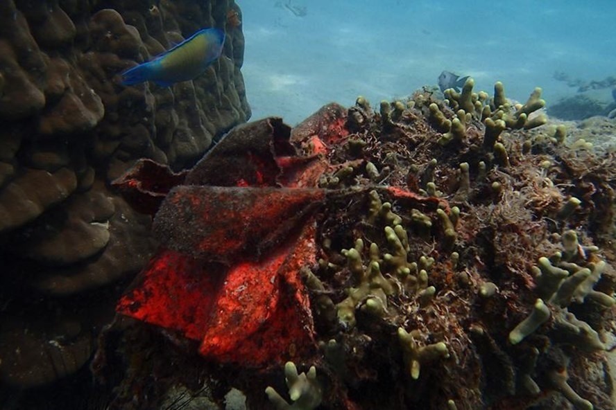 Rạn san hô ở vịnh Nha Trang bị đứt gãy và chậm phát triển do hoạt động lặn biển quá mức.