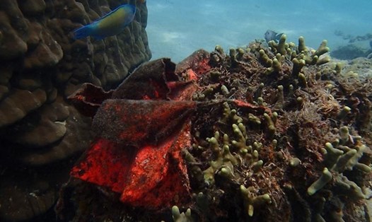 Rạn san hô ở vịnh Nha Trang bị đứt gãy và chậm phát triển do hoạt động lặn biển quá mức.