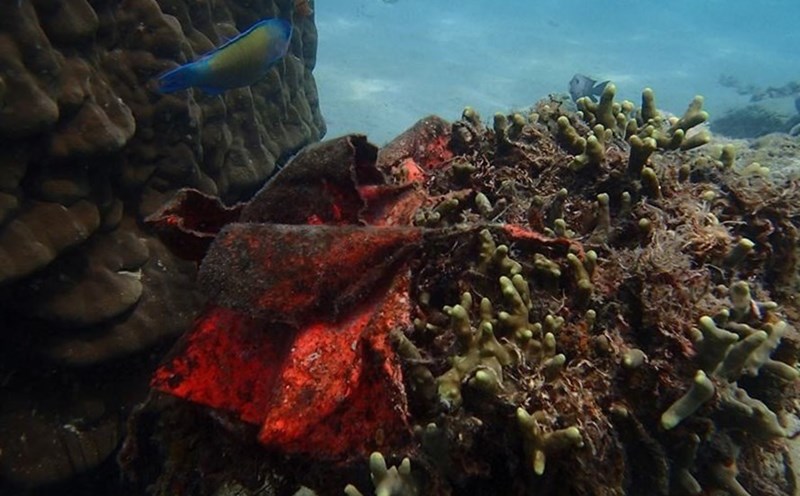 Rạn san hô ở vịnh Nha Trang bị đứt gãy và chậm phát triển do hoạt động lặn biển quá mức.