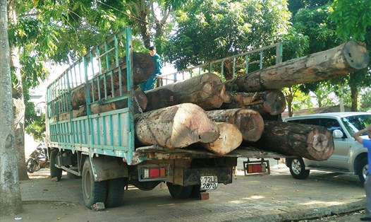 Xe chở gỗ lậu bị Kiểm lâm tỉnh Kon Tum bắt giữ. Ảnh KLCC