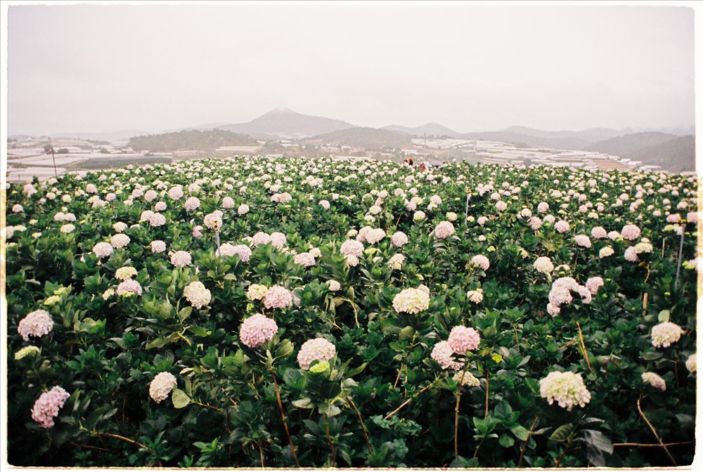 Những khóm cẩm tú cầu trải dài ngút ngàn về phía xa. Ảnh: Thúy Hiền