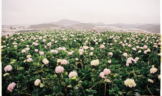 Những khóm cẩm tú cầu trải dài ngút ngàn về phía xa. Ảnh: Thúy Hiền