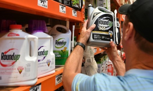 Tòa án San Francisco đã kết luận thuốc diệt cỏ Roundup do Monsanto có thể là yếu tố gây ung thư. Ảnh: AFP. 