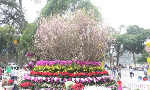 Lễ hội hoa anh đào Nhật Bản 2019 diễn ra từ ngày 29 đến 31.3.
