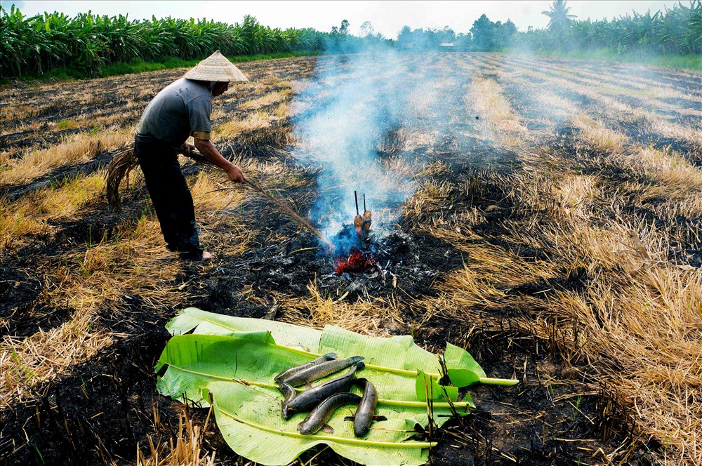 Cá lóc đồng nướng rơm nơi miệt vườn U Minh Hạ