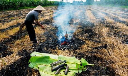 Cá lóc đồng nướng rơm nơi miệt vườn U Minh Hạ