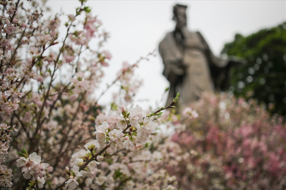 Lễ hội hoa anh đào Nhật Bản - Hà Nội 2019 sẽ kéo dài tới ngày 31.3, kỳ vọng thu hút hàng chục nghìn lượt du khách tham quan, trải nghiệm.