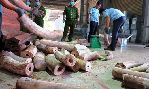 Lượng lớn ngà voi lên đến 9,12 tấn được để chung với gỗ xẻ thành phẩm. Ảnh: HV