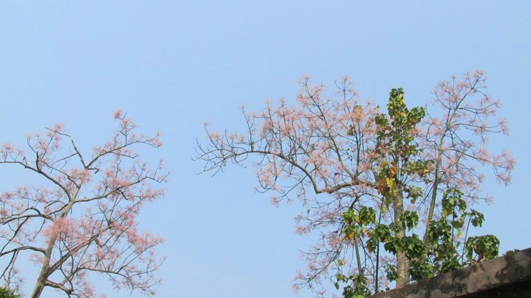 Huế bốn mùa hoa thì phải là hoa thật. Ảnh: Tư liệu