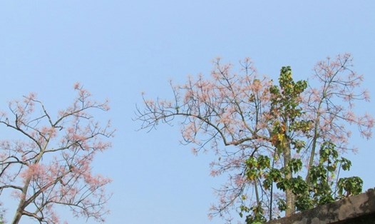 Huế bốn mùa hoa thì phải là hoa thật. Ảnh: Tư liệu